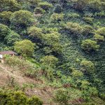 Una casa rodeada de árboles y tierras de cultivo.