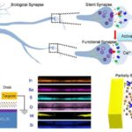 Investigadores de SUTD desarrollan sinapsis artificial ultraescalable