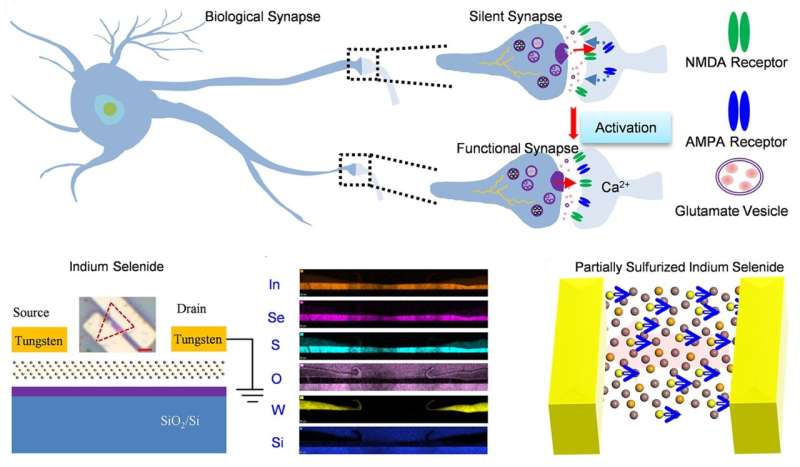 Investigadores de SUTD desarrollan sinapsis artificial ultraescalable