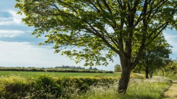 Un árbol crece en un prado verde durante la primavera en el Reino Unido.