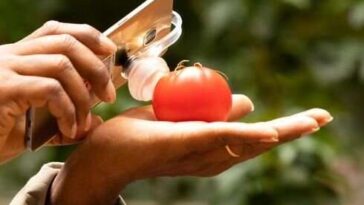 El dispositivo GoMicro simple puede medir el deterioro de los alimentos