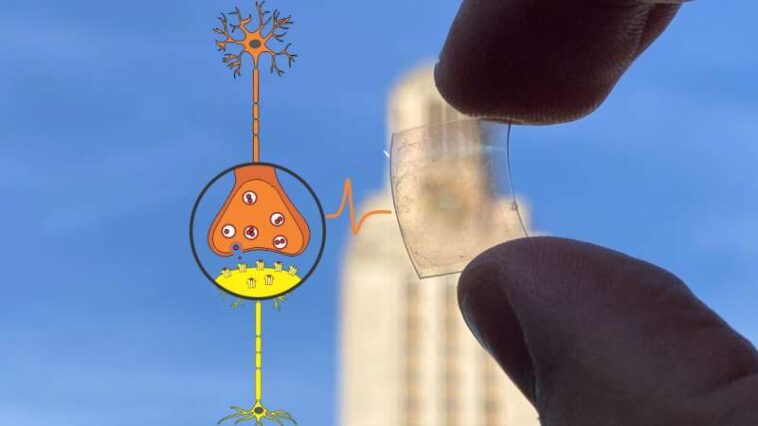 Las sinapsis de grafeno avanzan en computadoras similares al cerebro