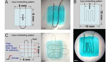 Los hidrogeles allanan el camino para el futuro de la robótica blanda
