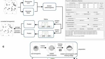 Investigadores desarrollan paquete de software para reconstrucción isotrópica para tomografía electrónica con aprendizaje profundo