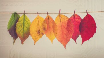 Apple, Adobe, Pantone, branding