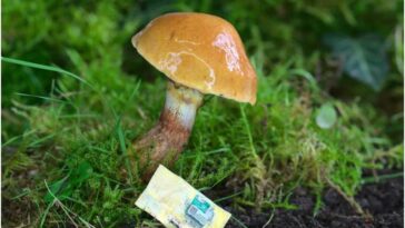 Usando piel de hongo como base para chips de computadora