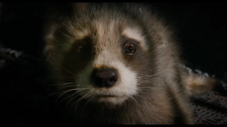 A cowering baby Rocket stares directly into the camera in Marvel