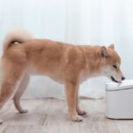 El bebedero inteligente para mascotas de Xiaomi desploma su precio en España