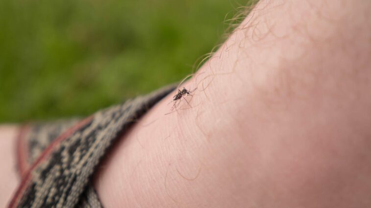 5 consejos para repeler mosquitos este verano