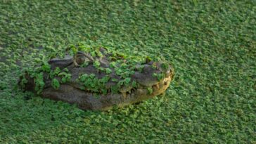 ¿Está intentando evitar que la IA se introduzca en su entorno?  ¡Buena suerte!