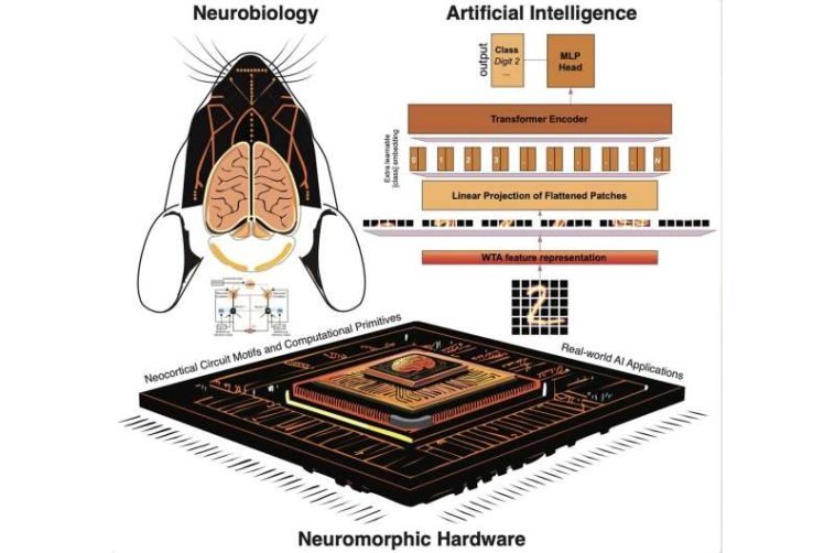 Un nuevo enfoque que imita de manera realista los cálculos del neocórtex utilizando IA