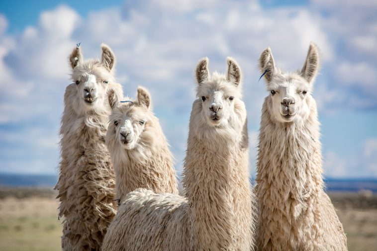 Meta lanzan AI Family Llama 4, pero la UE no obtiene todo