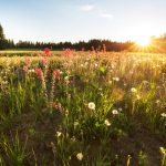 Una vista soleada de los campos de flores.