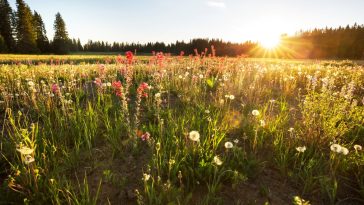 Una vista soleada de los campos de flores.