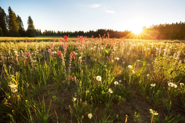 Una vista soleada de los campos de flores.