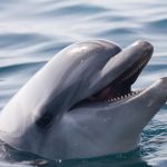 ¡Hola, Flipper! Google ha desarrollado un modelo Genai para hablar con Dolphins