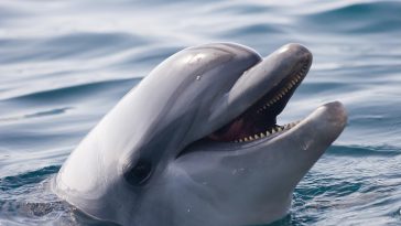 ¡Hola, Flipper! Google ha desarrollado un modelo Genai para hablar con Dolphins