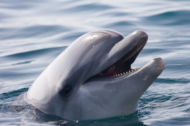 ¡Hola, Flipper! Google ha desarrollado un modelo Genai para hablar con Dolphins