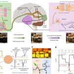 Una neurona artificial para la computación neuromórfica basada en el disulfuro de molibdeno monocapa