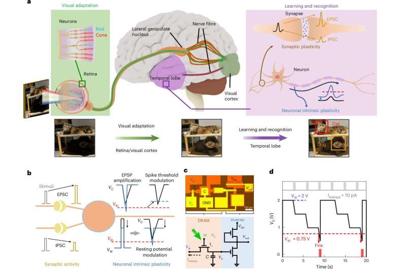 Una neurona artificial para la computación neuromórfica basada en el disulfuro de molibdeno monocapa