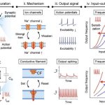 Los investigadores desarrollan neurona semiconductora que recuerda y responde como el cerebro