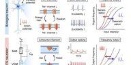 Los investigadores desarrollan neurona semiconductora que recuerda y responde como el cerebro