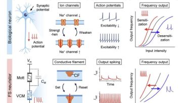 Los investigadores desarrollan neurona semiconductora que recuerda y responde como el cerebro