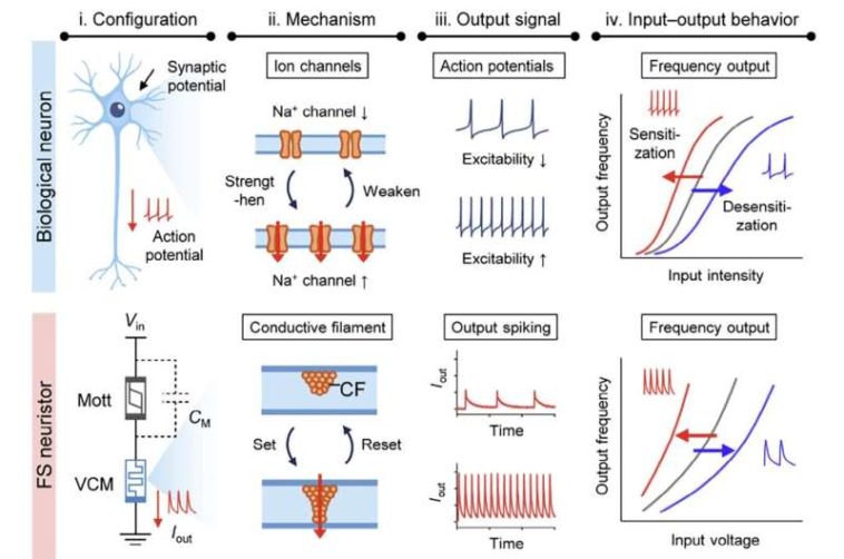 Los investigadores desarrollan neurona semiconductora que recuerda y responde como el cerebro