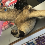 El "Trade Anything Day" de GameStop incluyó animales muertos y una lata de Whoop-Ass