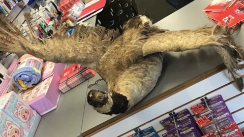 El "Trade Anything Day" de GameStop incluyó animales muertos y una lata de Whoop-Ass