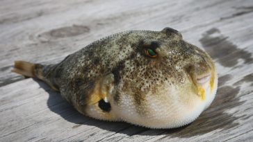 Cómo reducir la sobrecarga de los controladores de Windows